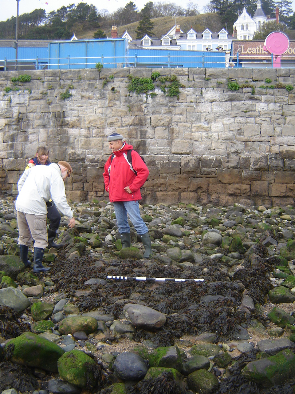 A stone feature highlighted by weed growth, and thought to be the base of an old jetty